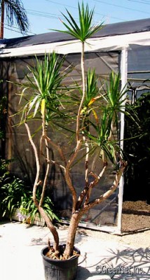 Dracaena Marginata