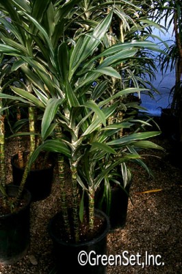 Dracaena Warnekii