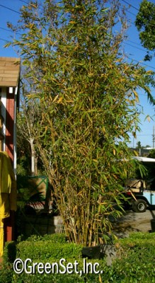 Timber Bamboo