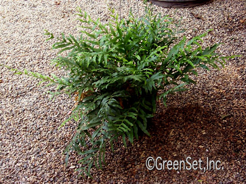 Santa Rosa Fern