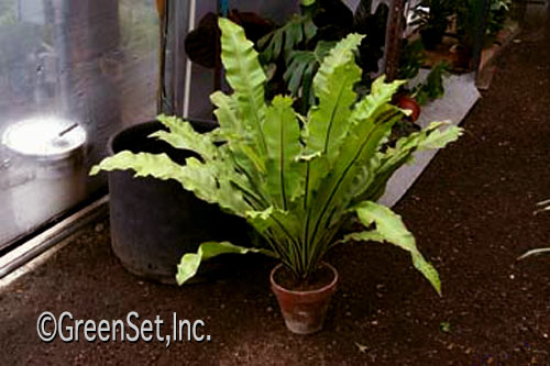 Birds Nest Fern