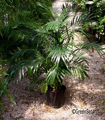 Cat Palm