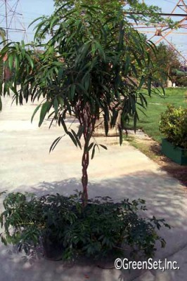 Ficus 'Ali'