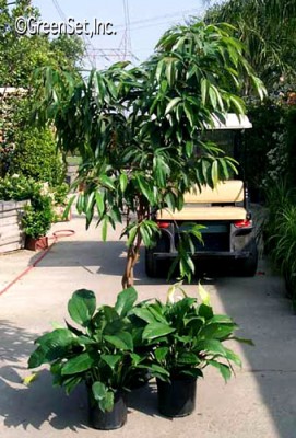 Ficus Ali and Spathiphyllum