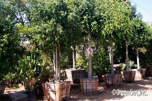 Ficus Benjamina Trees