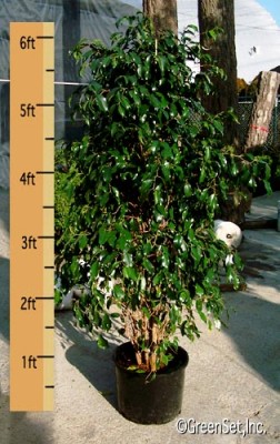 Ficus Benjamina Tree