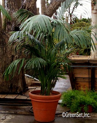 Kentia Palm