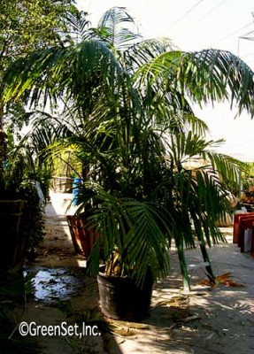 Kentia Palm