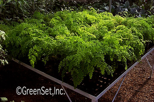 Maiden Hair Ferns