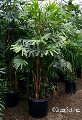 Rhapis Palm Tree