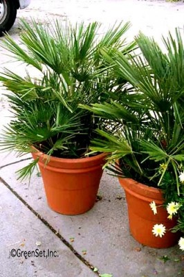 Mediteranian Fan Palms