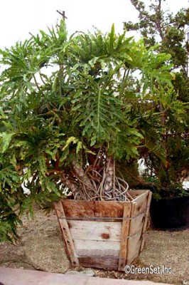 Philodredron Selloum Planter