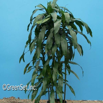 Dracaena Craigii 2