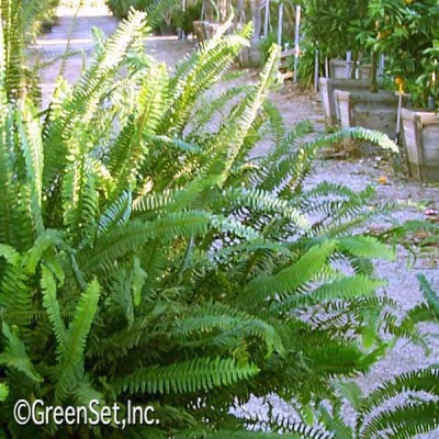 Sword Fern CU