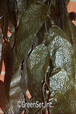 Kelp Brown - Close-Up