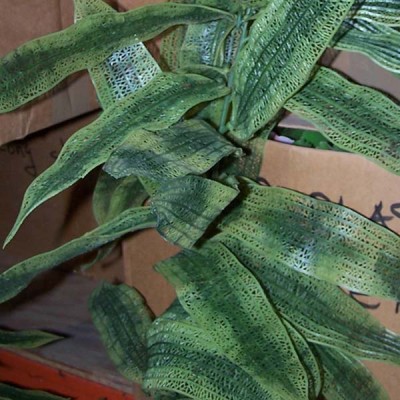 Seaweed Large Leaf Garland CU