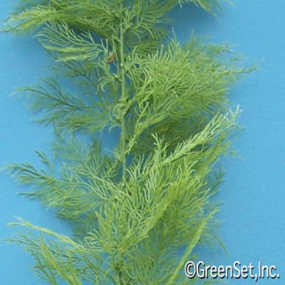 Seaweed 1 CU