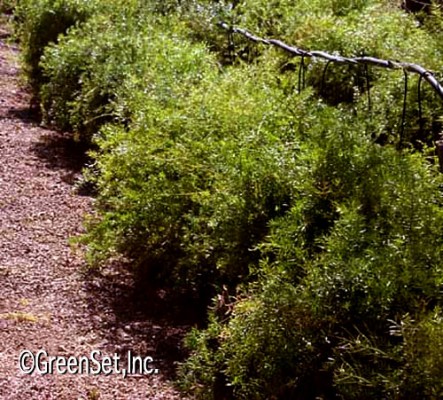 Asparagus Fern