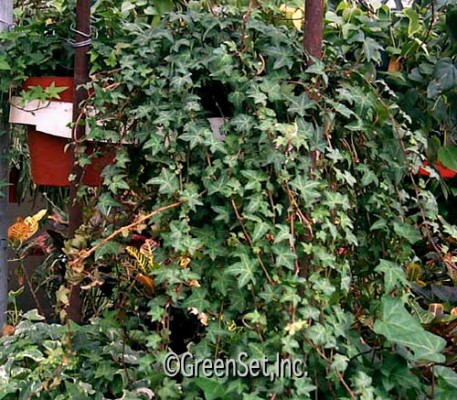 English Ivy