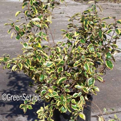 Variegated Silverberry