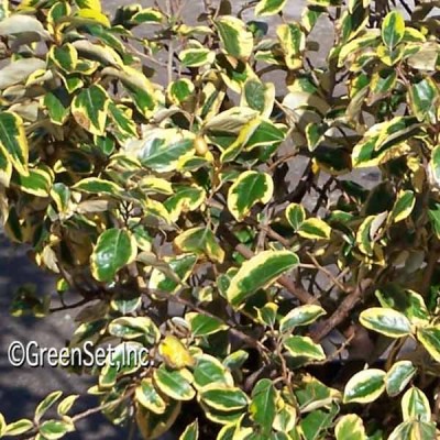 Variegated Silverberry CU