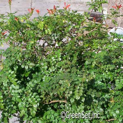 Cape Honeysuckle