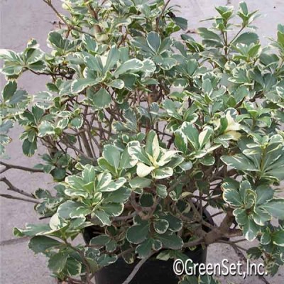 Pittosporum Green Variegated