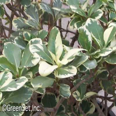 Pittosporum Green Variegated Cu