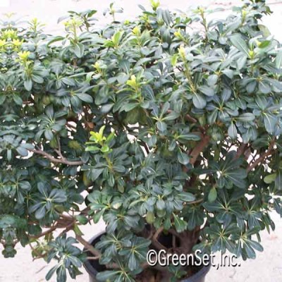 Pittosporum,Green