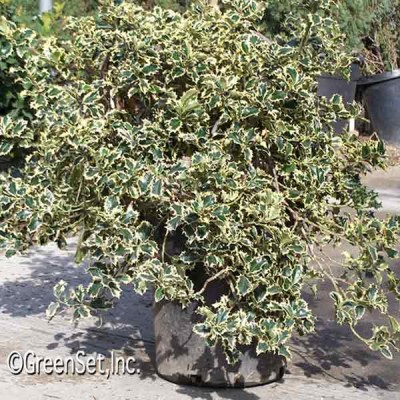 Variegated Holly