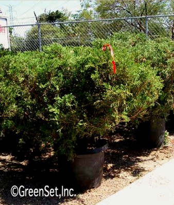 Juniper Shrub