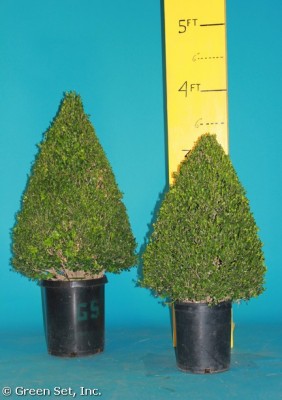 Boxwood Cones