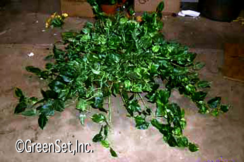 Silk Pothos Bush