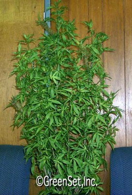 Marijuana Plant