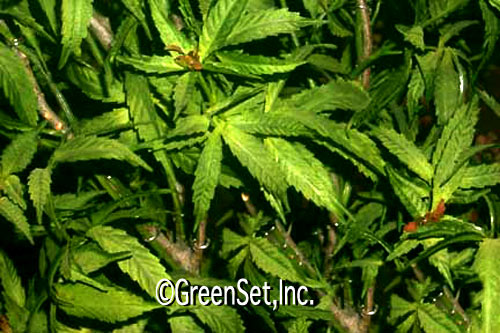 Marijuana Plant - Close-Up