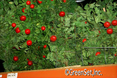 Silk Tomato Bushes