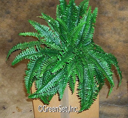 Boston Fern