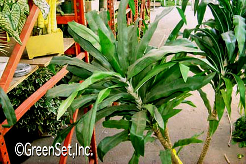 Silk Dracaena