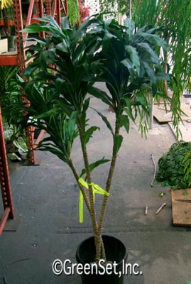 Silk Dracaena