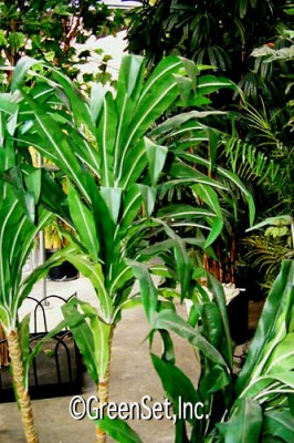 Silk Dracaena