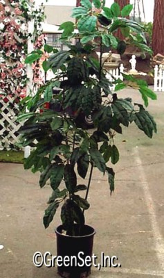 Silk Schefflera