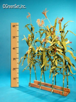 Silk Corn Stalks