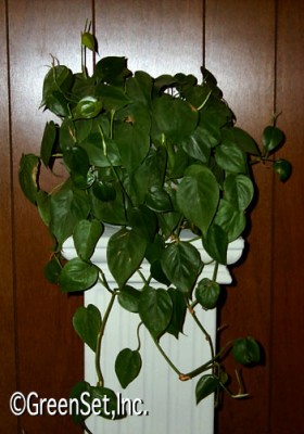 Heart Leaf Philodendron