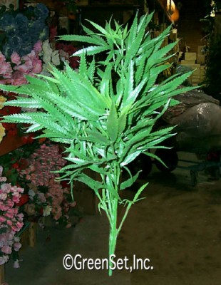 Marijuana Plant