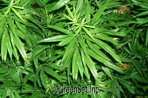 Marijuana Leaves - Close Up