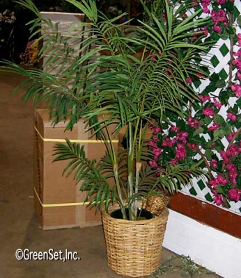 Silk Areca