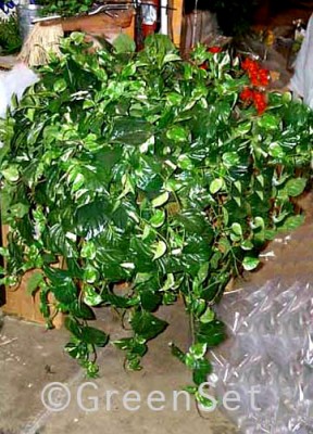 Pothos - Large