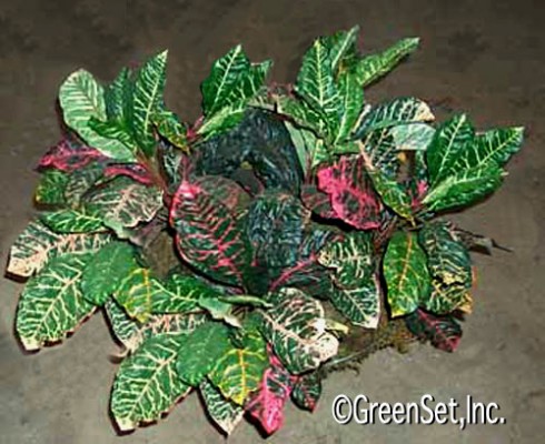 Croton