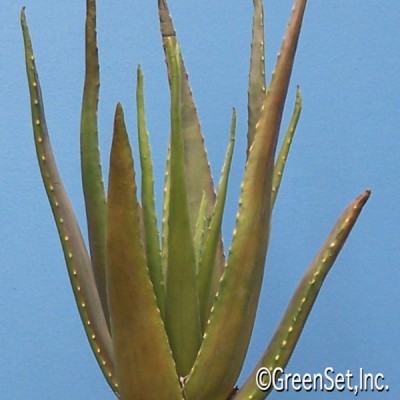 Aloe Vera Artificial / Close Up