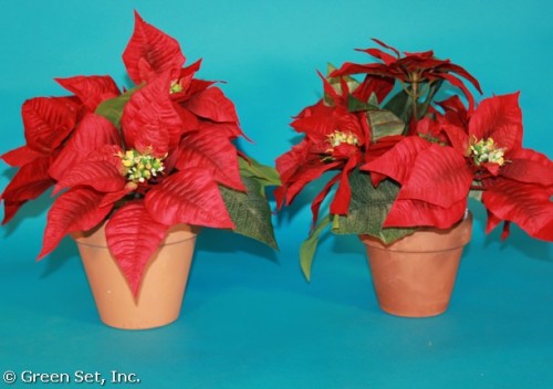 Poinsettias in Terra cotta pot